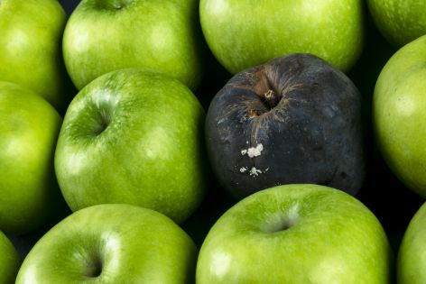 <p>A bad apple truly can spoil the bunch, and a deceptive person can mislead and corrupt those who don’t keep their distance.</p>
