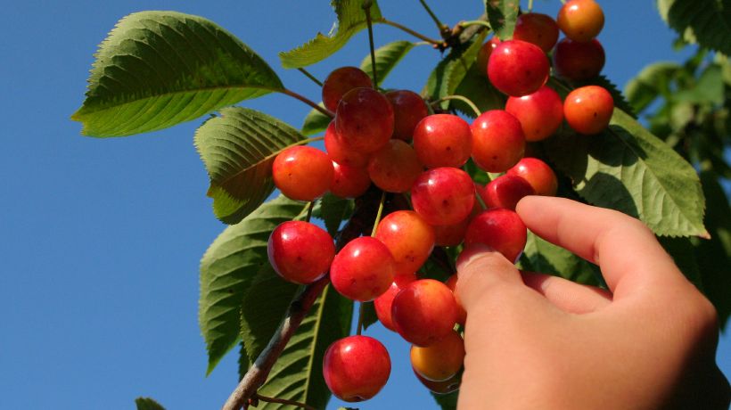 Pentecost, or the Feast of Weeks, is one of the harvest festivals that represent the plan of salvation.